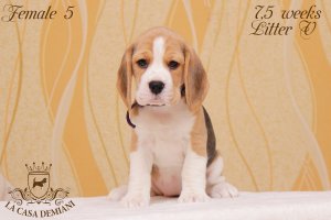 Цуценятам бігля 7,5 тижнів