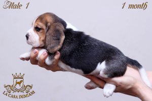 image male1-2-jpg