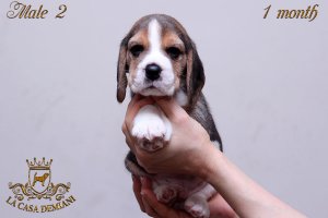 image male2-1-jpg