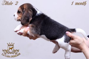 image male2-2-jpg