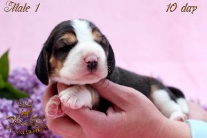 image male1_1-jpg