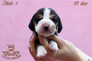 image male1_3-jpg