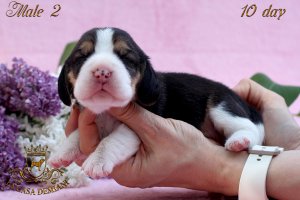 image male2_1-jpg