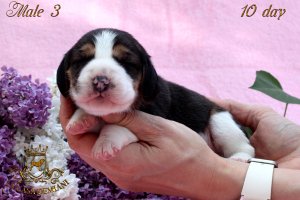image male3_1-jpg