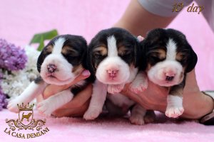 image males10day-jpg