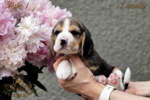 Цуценятам 1 місяць