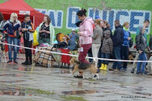 image beagle-02-03-jpg