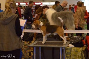 FCI-CACIB «Золотые Ворота-2015»