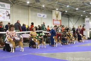 FCI-CACIB "УКРАИНА - 2015"