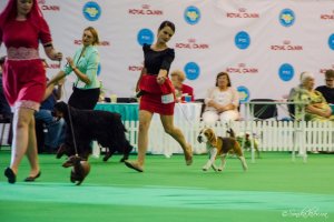 FCI-CACIB «СОФИЯ КИЕВСКАЯ – 2015″