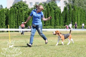 image sumy_cacib_-104-jpg