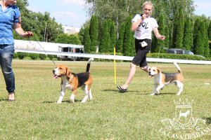 image sumy_cacib_-110-jpg