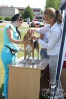 image sumy_cacib_-111-jpg