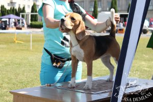 image sumy_cacib_-114-jpg