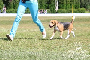 image sumy_cacib_-121-jpg