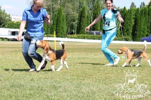 CACIB Сумы, 29.06.2014 г