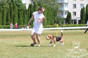 image sumy_cacib_-132-jpg
