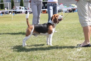 image sumy_cacib_-155-jpg