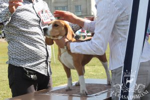 image sumy_cacib_-161-jpg
