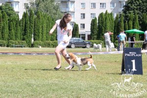 image sumy_cacib_-181-jpg
