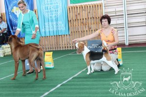 image sumy_cacib_-238-jpg