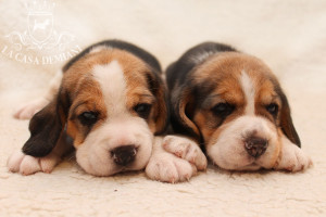 boys4-5-20days