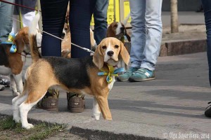 Кира на Майдане
