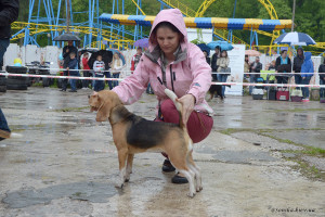 Beagle-02-04